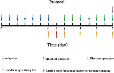 Alteration of brain functional networks induced by electroacupuncture stimulation in rats with ischemia–reperfusion: An independent component analysis